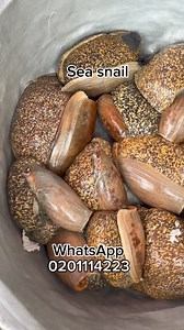 10K views · 135 reactions | Sea snails 襤襤菱 #cooking #cookingwithsindaco #fyp #ghana | Cooking with Sindaco | Facebook