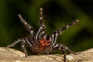 Cette nouvelle araignée australienne est encore plus grosse et plus dangereuse pour l'homme