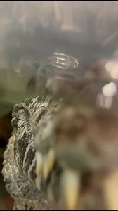 97 reactions | As close as it gets! Discover the fascinating world of crocodiles, caimans and alligators right up close here at Crocodiles of the World! #crocodilesoftheworlduk #crocodilesoftheworld #oxfordshire #brizenorton | Crocodiles of the World | Facebook