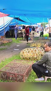 Harvesting Tips for Survival Garden Builds