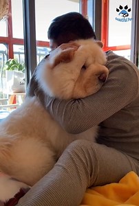 A hug a day keeps the doctor away!🤗❤️ | Cute Pets