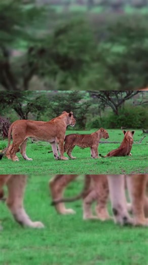 Mama lion leads her family through the African plains #lions #cubs #wildlife