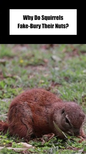 Why Do Squirrels Fake-Bury Their Nuts?