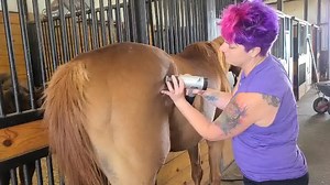 6.3K views · 112 reactions | Here's a short video of me working on a Kissing Spine horse with a massage gun. Want more massage gun tips? Check out my massage gun training course at Learnequinetherapy.thinkific.com | Superior Therapy | Facebook