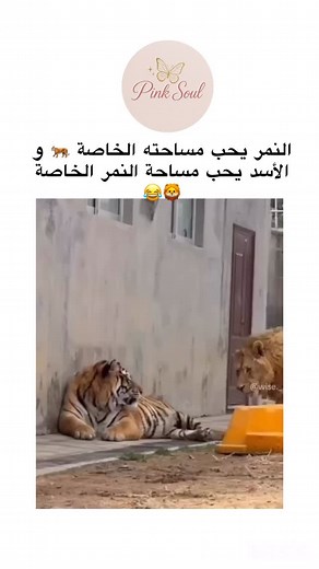 6.9K views · 2K reactions | 퐀퐛퐨퐧퐧퐞 퐯퐨퐮퐬  : @pinksoul.dz _ Dir...