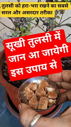 तुलसी के पौधें को हरा-भरा रखने का सबसे सरल और असरदार तरीका! सुखी तुलसी में भी जान आ जायेगी #ytfacts