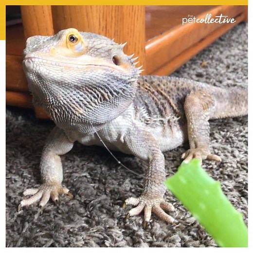 2.2M views · 2.3K reactions | This hungry little dragon loves eating aloe vera. | Try Not to Laugh | Facebook