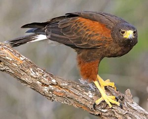Harris's hawk - Alchetron, The Free Social Encyclopedia