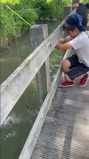 【ザリガニ釣り】簡単な仕掛けで釣れるよ！#ザリガニ釣り #田舎 #shorts