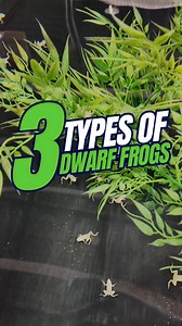 Maybe you've heard of the African Dwarf Frog, but did you know there are more than just the one type?! Albino 👉https://bit.ly/4hqC5Fm Platinum 👉https://bit.ly/4hoH0Xk OG 👉https://bit.ly/411Cet6 Other Helpful Links: 🔔 Subscribe and follow along on our journey: https://bit.ly/485ea8U 👪 Become a part of our Exclusive Shrimp Family: https://www.youtube.com/channel/UCwqXcfzaWIkNPtvlYuLb1Dg/join 🦐 Shop shrimp, fish, snails, plants and more from our online store: https://bit.ly/3Gw0fxm 🏆Find our