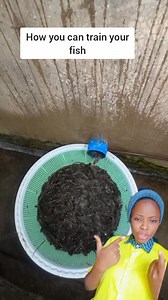 2K views · 4 comments | Learn how to train your fish here  | Favour obi | Facebook