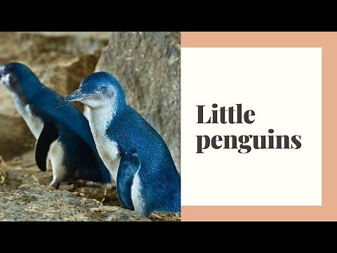 Little penguins || little penguin habitat || little penguin facts || Little penguin behavior