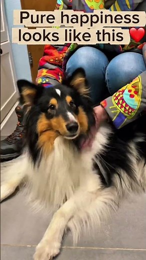 POV: You have the most loyal Sheltie 🐶❤️ #sheltie #doggybestfriend