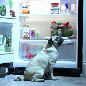 1.3M views · 17K shares | The Pug Files  | Doug The Pug | Facebook