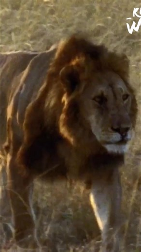 Lions and other animals use scent marking, especially urination, as a way to define and protect their territories from intruders. It's a fascinating way to communicate boundaries in the wild. Have you ever noticed this behavior? #lions #scentmarking #animalbehavior #territory #wildlife | Real Wild