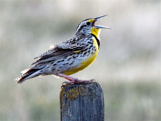 Western Meadowlark is a prairie icon and harbinger of spring