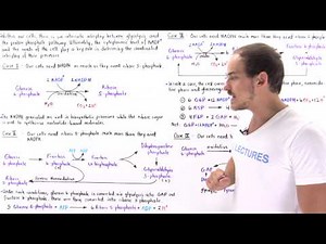 Interplay of Glycolysis and Pentose Phosphate Pathway Video Lecture - MCAT