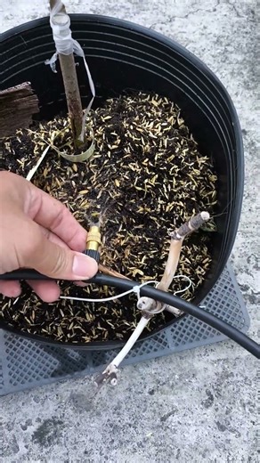 The Growth Journey of Fig Trees: The Joy of Planting | Episode 3069