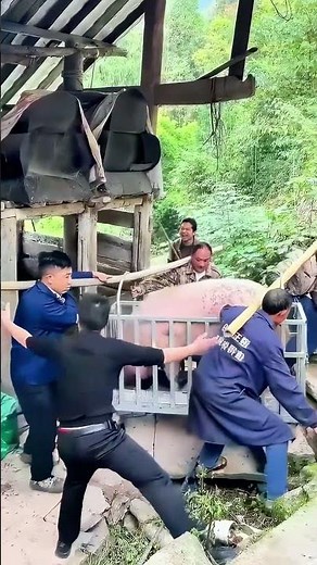 Multiple People Collaborate to Lift a Fat Pig, Scene Is Lively and Interesting