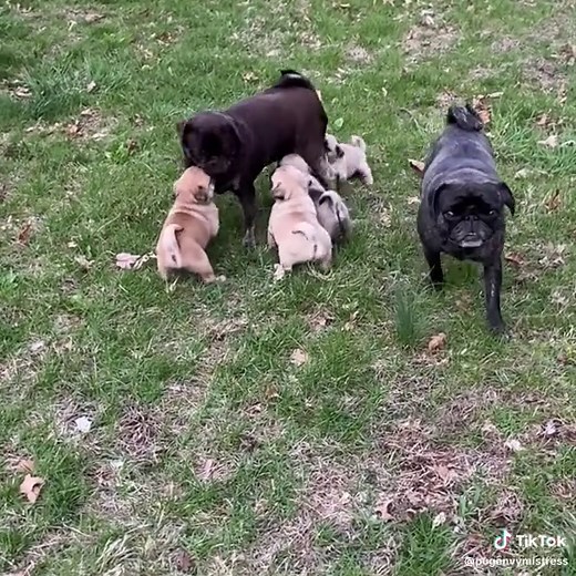 Pug Training Camp: Playful Sparring Showdown