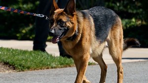 Expert says this is why Biden's dog keeps having issues at the White House