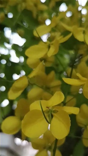The Golden Shower in full bloom.see the description pls. #goldenshowertree #yellowflowers #flowers