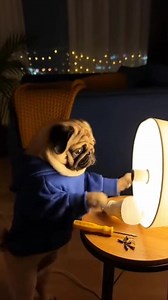 1.2K views | “At night, the Pug tries to fix a broken light. The bulb flashes, sparks fly—click click! ⚡ The Pug screams silently and hides behind the sofa.” 藍  100% AI-generated video. Original story created for fun and family entertainment. All scenes are fictional.  No reuploads. #AIvideo #AIfunny #AIanimals #AIfamily #DigitalArt #AIreel #AImagic | Pug World Mafia 2.0 | Facebook