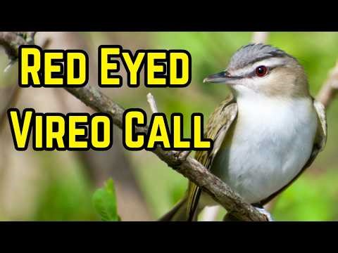 Red Eyed Vireo Song and Call