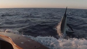 This is what it's all about! Hold on to your seats as we take you into the cockpit with this amazing marlin. With all the recent shark encounters, the Hardcore team decided to put maximum drag 70 to stall the marlin on the surface. Our wireman ended up breaking off the leader on her last jump. One of the best show by the marlin plus a great release! | Dreamin On