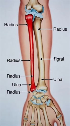 3D Animation of Forearm Bone