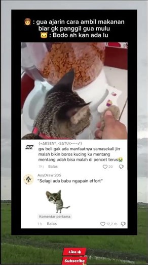 Teaching cats to eat #pets