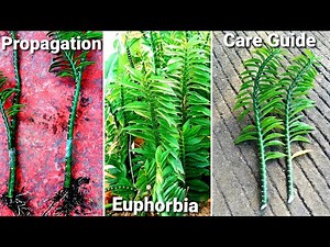 Euphorbia Tithymaloides Nanus Propagation & Care | Pedilanthus Centipede Plant