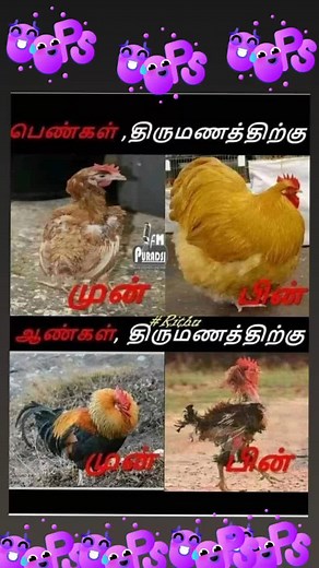 فيديوهات أنشأها user6317919672716 (@velu.somoa) باستخدام 你別笑 - FUNNY