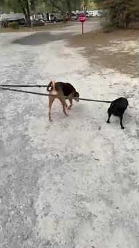 Video of River's Edge RV Campground, FL from jho F.