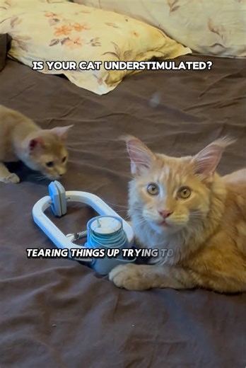 Excited Cat Plays With New Toy From Happycode