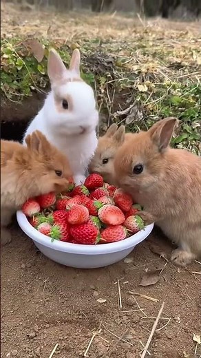 Đây là lý do con chuột ngăn cảng Nick Và Judy đến với nhau #zootopia2