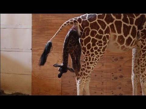 April the giraffe gives birth to calf in New York zoo