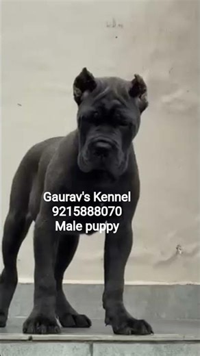 #bluecanecorso #male #puppy & Kci paper Hand to Hand totally Import Pedigree from Gaurav's Kennel