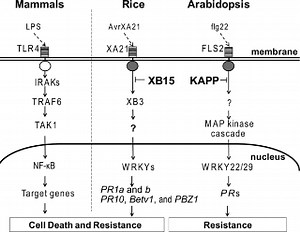Rice XB15, a Protein Phosphatase 2C, Negatively Regulates Cell Death and XA21-Mediated Innate Immunity