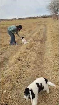 Bordoodle Puppies in Training! #puppy #doglife