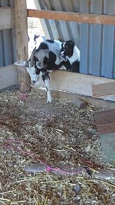 592K views · 315 reactions | These are the fainting goats. Poor them!  Credit: Jukin Media | Trendy Buzz Now | Facebook