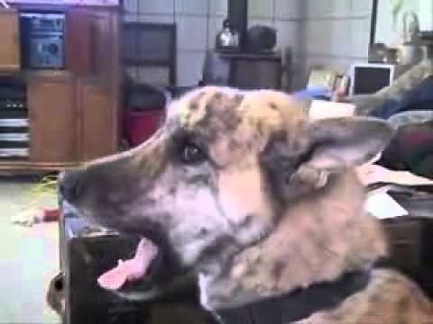 Really funny video This dogs loves bacon The Maple Kind!