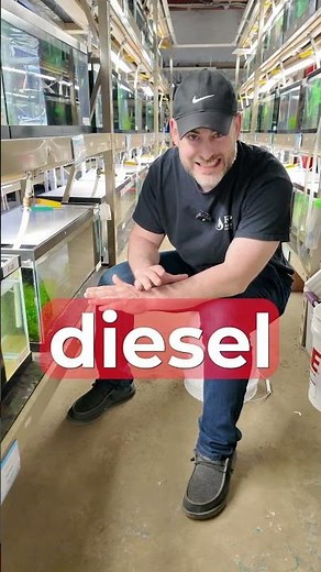 Bamboo Shrimp BREEDING