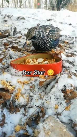 #füttern #futterstelle 🌟 Der Star 🌟
