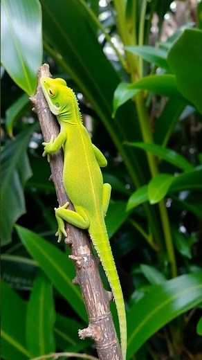 The Mysterious Tail Regeneration of the Green Anole Lizard