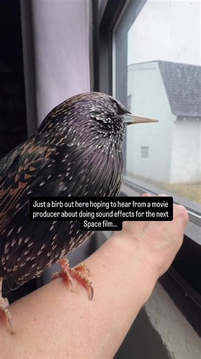 European Starling Mimics R2-D2 Sounds
