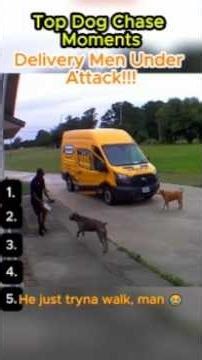 Top Dog Chases Delivery Edition #dog #funny #shorts