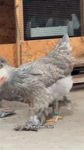 BSO #brahma #gallinasornamentales #gallinasderaza #criadero #gallinas #avicultura #aves #peru #rumania | Brahmas Alexander Leon