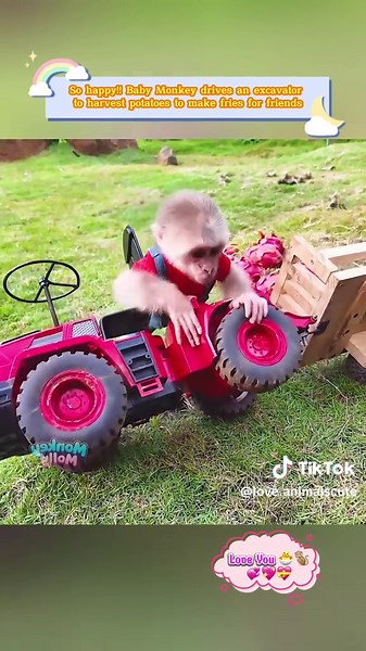 Baby Monkey Harvests Potatoes in Excavator Fun