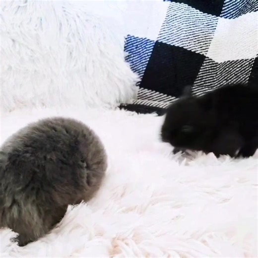 Mini Binky Competition #Bunny #animals #bunniesoftiktok #cuteanimals